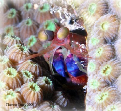 Mantis shrimp playing peek-a-boo with me. by Theresa Tracy 